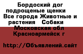 Бордоский дог подрощеные щенки.  - Все города Животные и растения » Собаки   . Московская обл.,Красноармейск г.